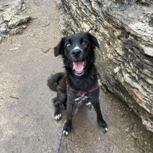 Lost Dog Delilah