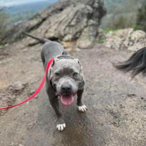 Lost Dog Moon