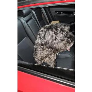 Found Dog Unknown