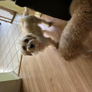 Found Dog ? Unknown