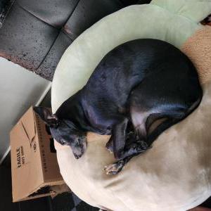 Lost Dog Norra