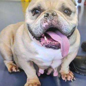 Lost Dog Ms. Piglet