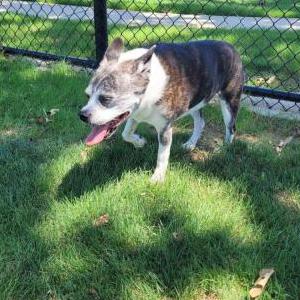 Lost Dog Bella