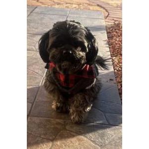 Lost Dog Polo