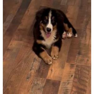 Lost Dog Bella