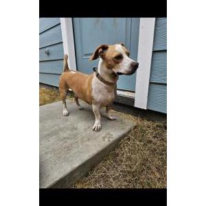 Found Dog Unknown
