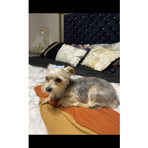 Lost Dog Luna