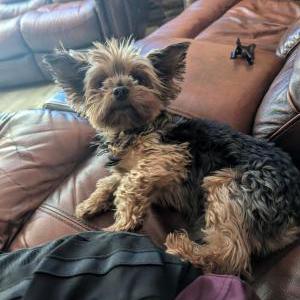 Lost Dog Jake