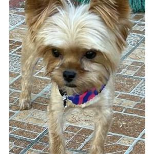Lost Dog Nora