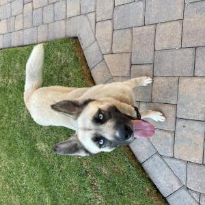 Found Dog Unknown