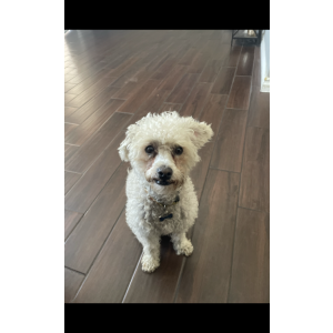 Lost Dog Louie