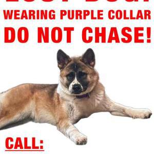 Lost Dog Mia