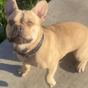 2nd Image of Spike, Lost Dog