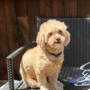 Lost Dog Belle