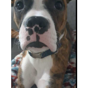 Lost Dog Rexx