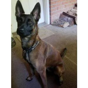 Lost Dog Gyda