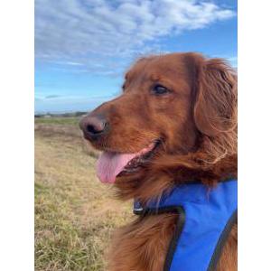 Image of Murphy, Lost Dog