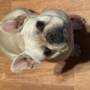 Lost Dog Kilo