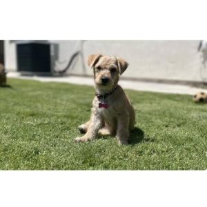 Image of Buggy, Lost Dog