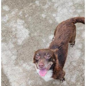 Image of Unknown, Found Dog