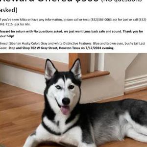 Lost Dog Mika