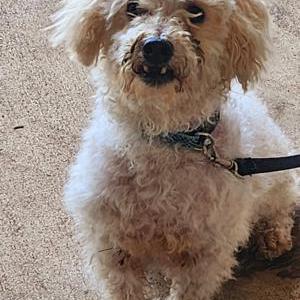 Lost Dog McFluffers