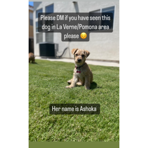 Lost Dog Ahsoka