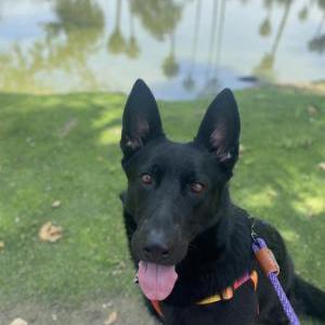 Lost Dog Diamond