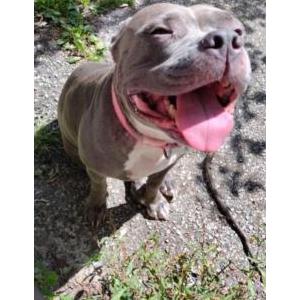 Lost Dog Pig