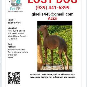 Lost Dog Azizi