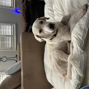 Found Dog Unknown