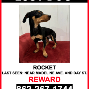 Lost Dog Rocket