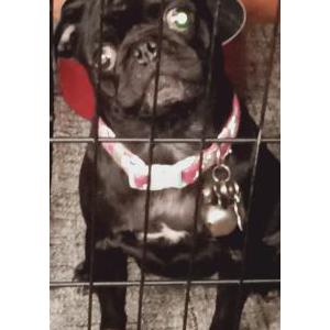 Lost Dog Pepper