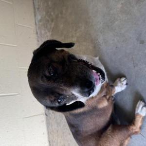 Found Dog Unknown