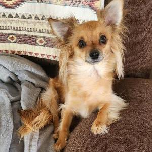 Lost Dog Riley