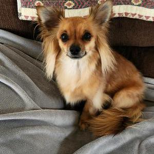 2nd Image of Riley, Lost Dog