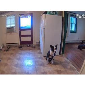 Image of Cyther, Lost Dog