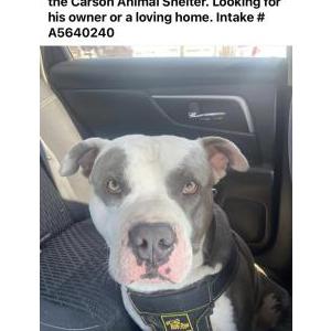 Found Dog Unknown