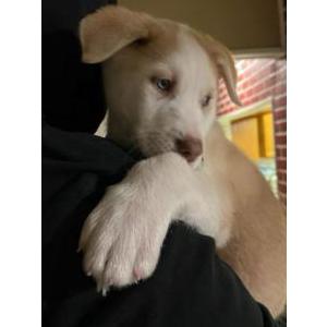 Lost Dog leo