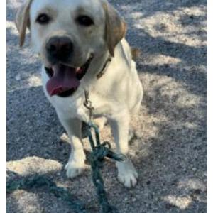 Found Dog Unknown