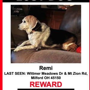 Lost Dog Remi