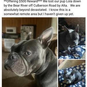 Lost Dog LOLA