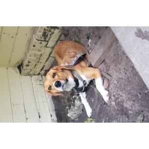Found Dog Basal