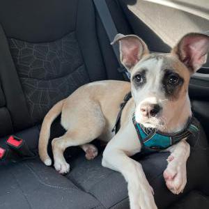 Found Dog Shelby