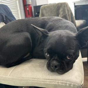 Found Dog Unknown