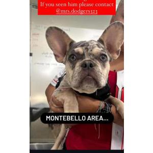Lost Dog Mookie