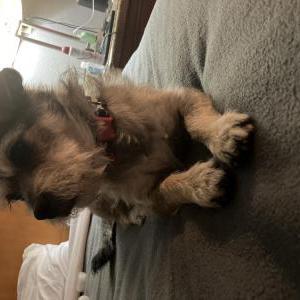 Lost Dog Danger