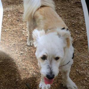 Lost Dog Leo