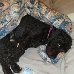 Lost Dog tic tac