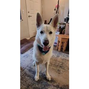 Lost Dog Major